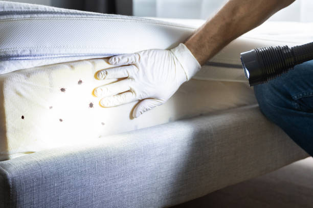 Wasp Removal Services in Bryn Mawr Skyway, WA