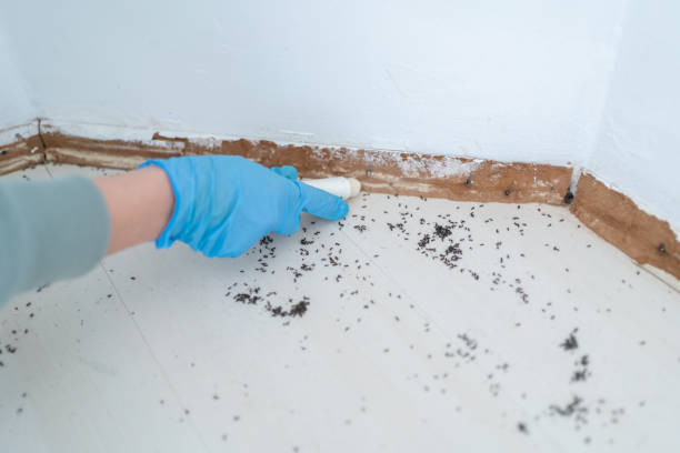 Bryn Mawr Skyway, WA Pest Control Company